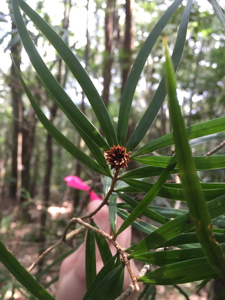Pinus krempfii is one of the only-known flat-leaved pines in the world. Photo by Stephanie Schmiege.