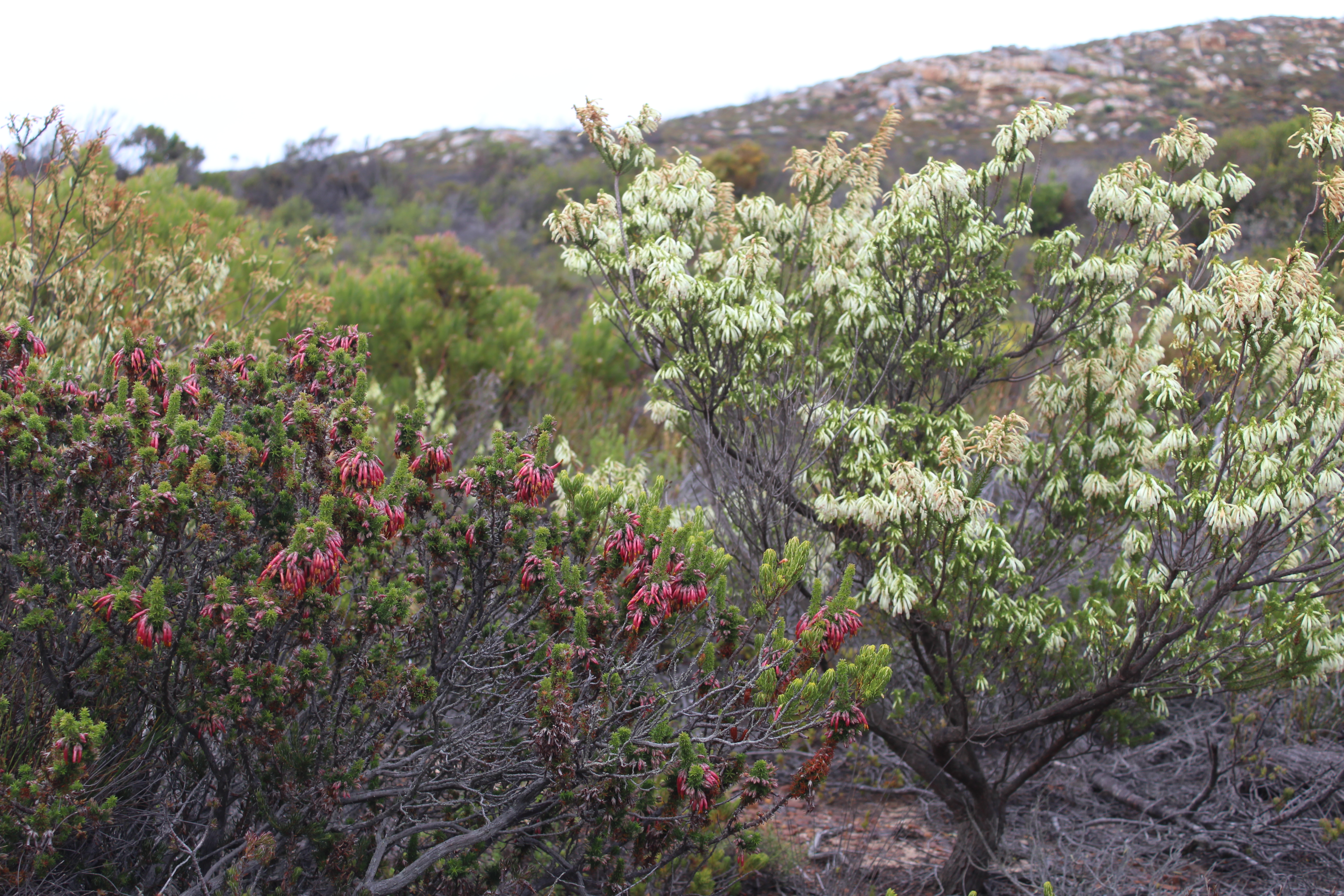 Erica coccinea and Erica mammosa co-occur at the Cape of Good Hope section of Table Mountain National Park and share a pollinator species.