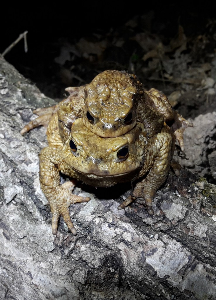 Adult toads in amplexus.