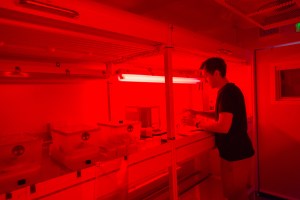 Daniel Kenna preparing bumblebee nest boxes under red light (photo by Thomas Angus)