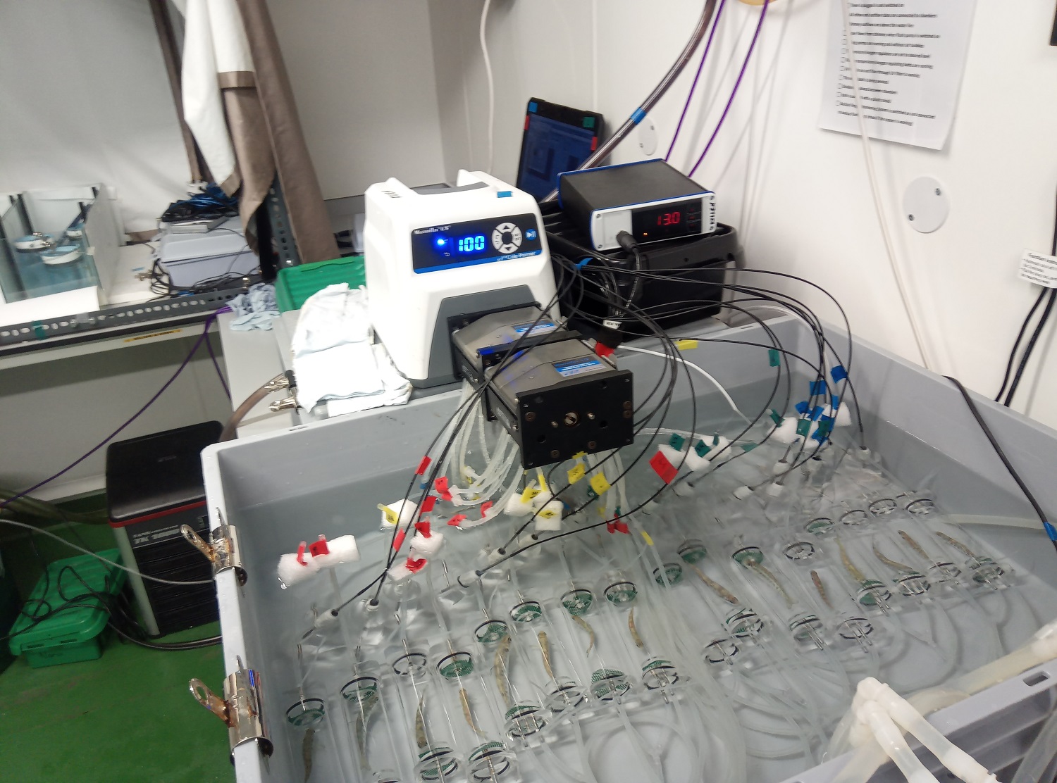 Juvenile Atlantic salmon in respirometric chambers.
