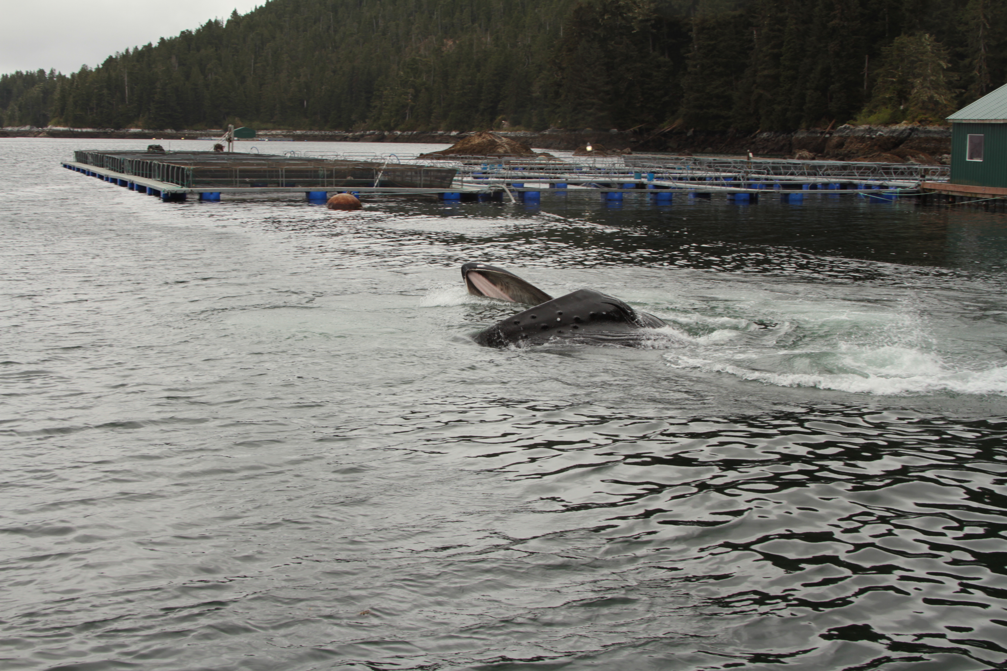 Humpback whale feeding on juvenile salmon at Hidden Falls Hatchery. Photo by Monique Anderson. NOAA Fisheries Permit 14122
