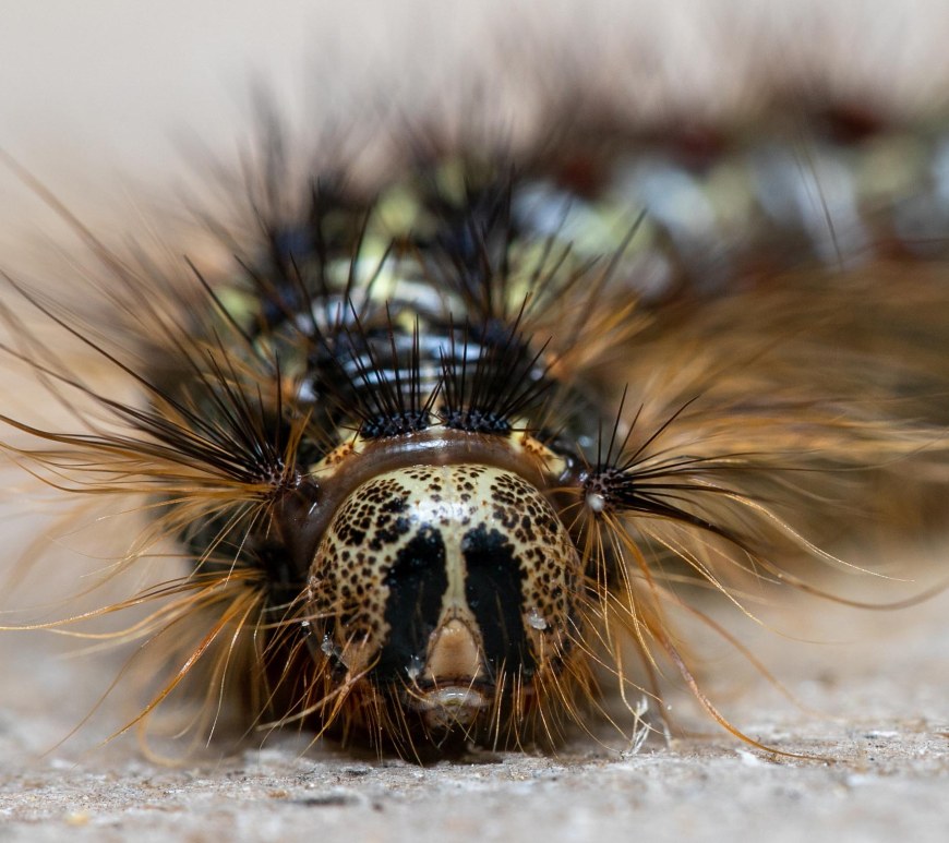 Lymantria dispar (caterpillar shown here) is one of the most destructive invasive insects in North America. Defoliation by this insect can kill oak trees by draining the trees’ energy reserves. Photo credit: Nathan Oalican.