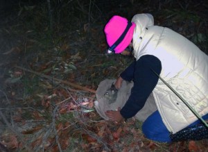 Anushika releasing a possum after conducting behavioural tests at 2.30 am in Ku-ring-gai Chase National Park.
