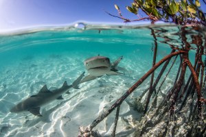 When the tides are highest, predators can get closest to the shore line. In this case, juvenile lemon sharks can be found in big groups along the mangrove shore where they are safest. Photo © Chelle Blais