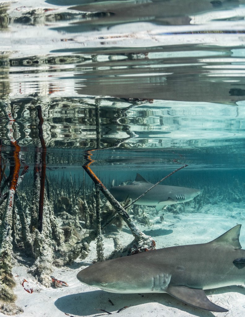 Mangroves provide protection from predators to the juvenile lemon sharks, but their roots also provide protection to their prey. Lemon sharks face a trade-off between safe (but likely inefficient) mangrove foraging and dangerous off-shore foraging. Photo © Chelle Blais