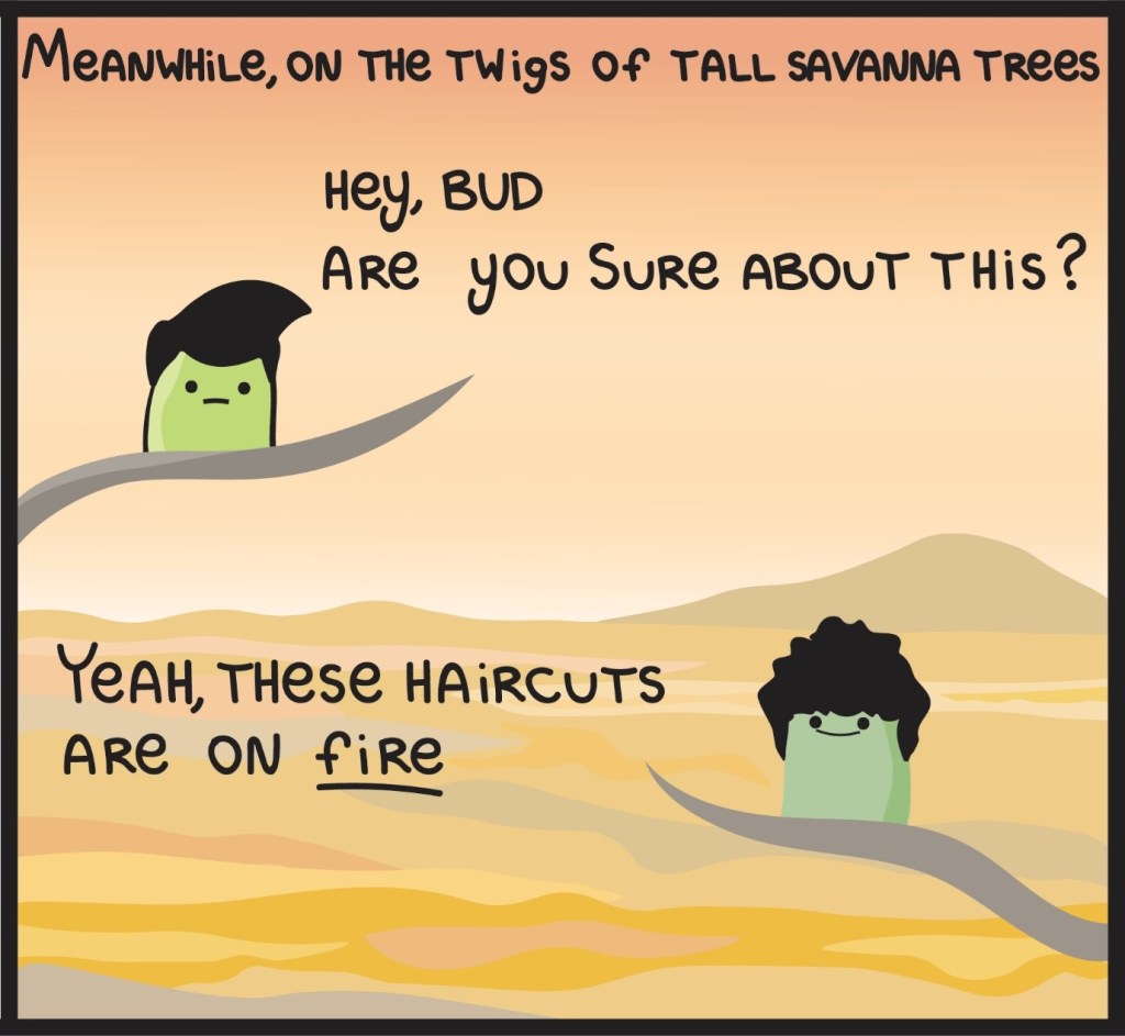 Cartoon about buds, trichomes (hairs) and fire in savannas. © Marco Chiminazzo