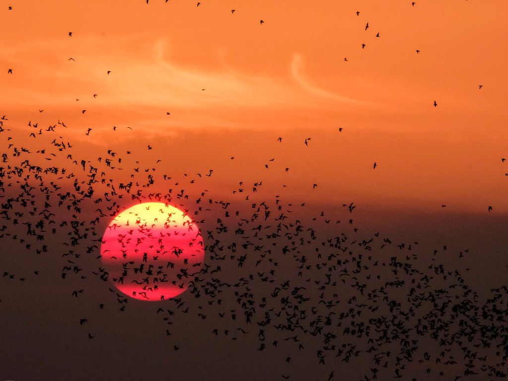 "Bat Sunset" by ejmc is licensed under CC BY-SA 2.0
