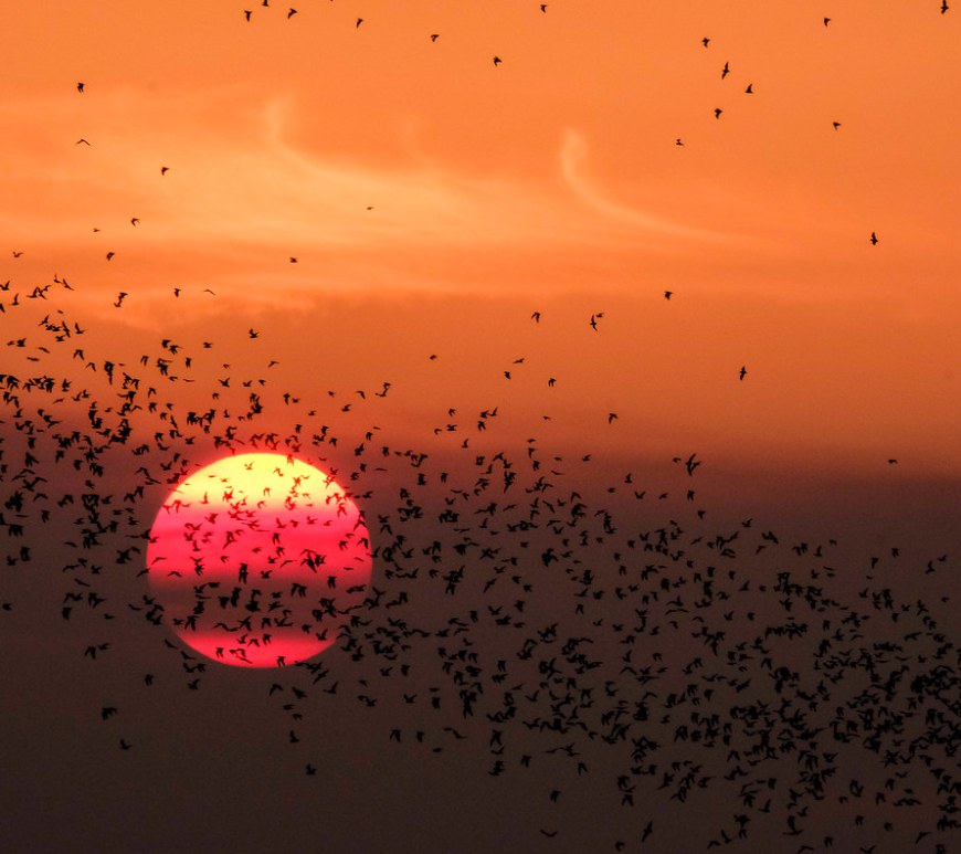 "Bat Sunset" by ejmc is licensed under CC BY-SA 2.0