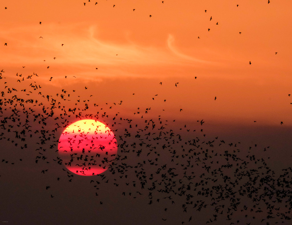 "Bat Sunset" by ejmc is licensed under CC BY-SA 2.0