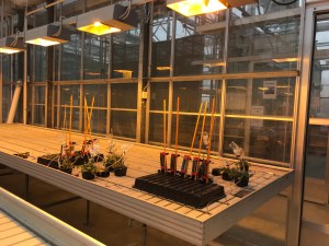 Sampling floral volatiles from A. alpina plants