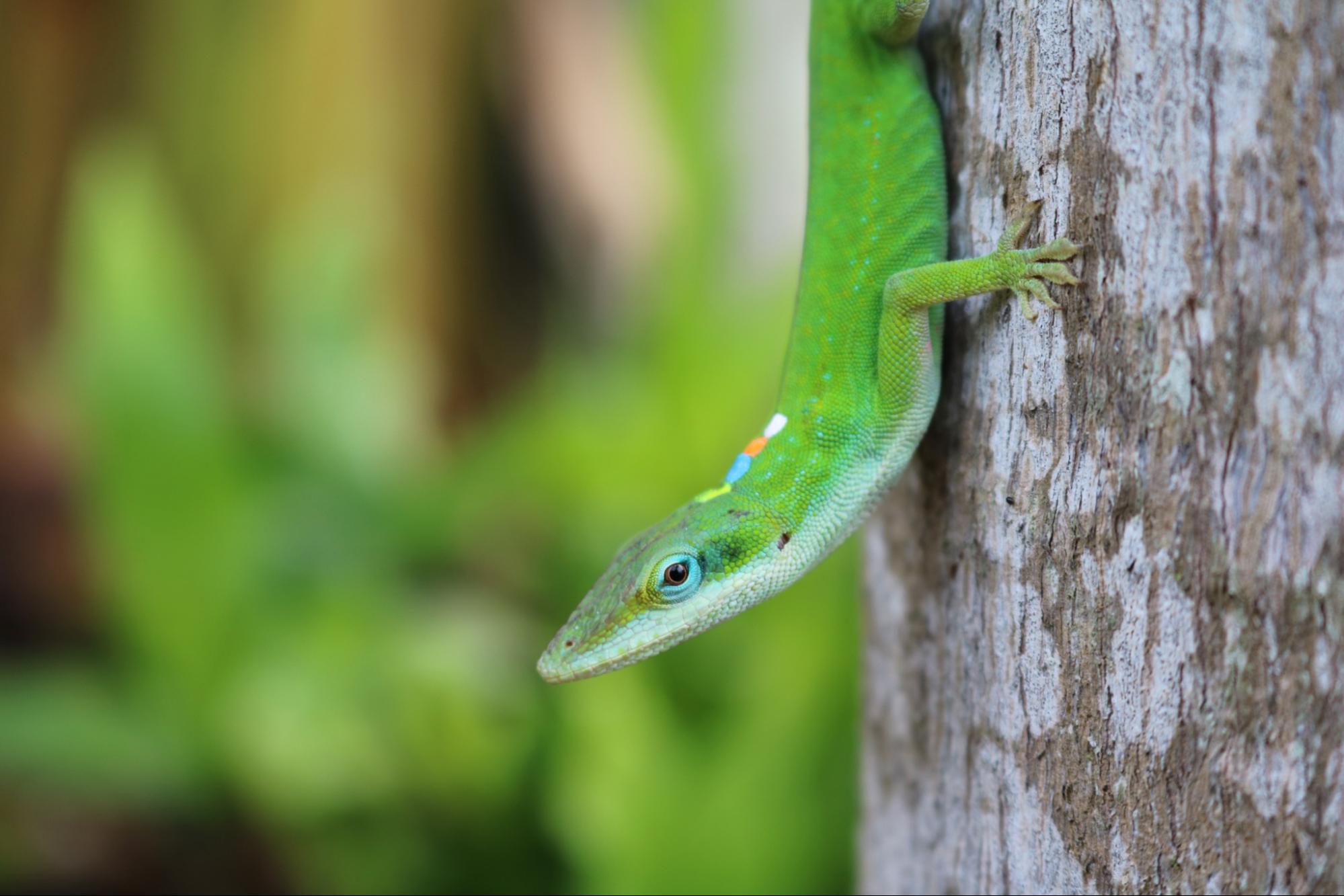 Green anole (Anolis carolinensis) perching on rough palm bark. This animal’s paint mark is YBOW, and you can also barely see a pink Visible Implant Elastomer tag under his arm. Photo by Amber Wright