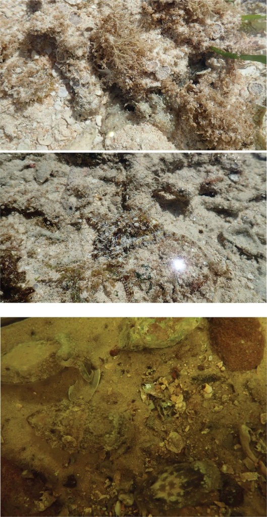 Colour-blind camouflage of octopus and cuttlefish. See how long will take to find 2 algal octopuses (Abdopus capricornicus, Lizard Island, Australia) and 3 cuttlefishes (Sepia plangon, Moreton Bay, Australia). (photos by Wen-Sung Chung)