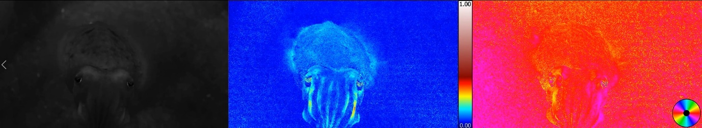 An example of image taken by the polarization vision underwater camera to simulate a cuttlefish vision. Left: luminance intensity; middle: degree of polarisation (the arm stripes showed strong polarisation signal (coded as bright green-yellow colour); right: angle of polarisation (e-vector coded as the horizontal orientation (red) and vertical orientation (cyan)).