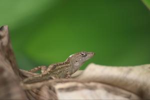 Brown anole (Anolis sagrei) on dead banana leaves, a rough natural substrate. Photo by Amber Wright