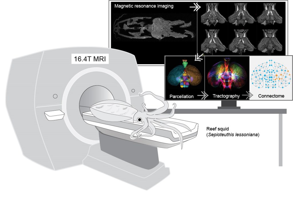 High resolution MRI of cephalopod brain reveals many previously unknown brain structure and neural network in response to their visual-motor activities (further reading, see Chung et al 2020 iScience. doi: 10.1016/j.isci.2019.100816).