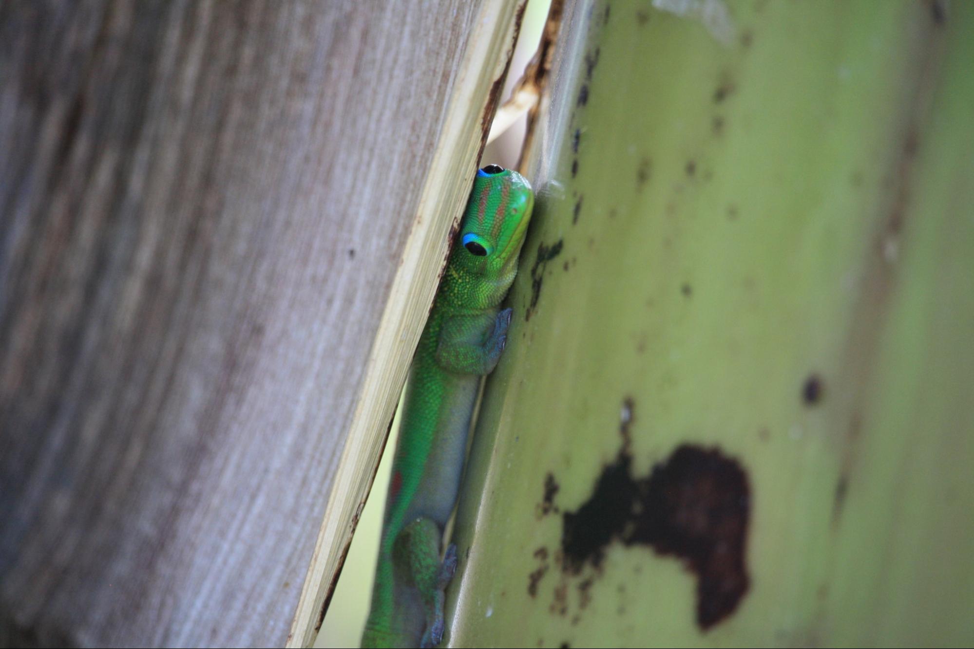 You would have to pull pretty hard to get this day gecko out of this nice hiding spot! Photo by Laci Gerhart-Barley