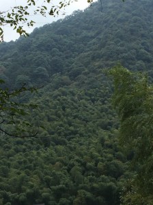 A bird's view of bamboo expansion (lower part is dominated by Moso bamboo) in Miaoshanwu forest park, Zhejiang province 