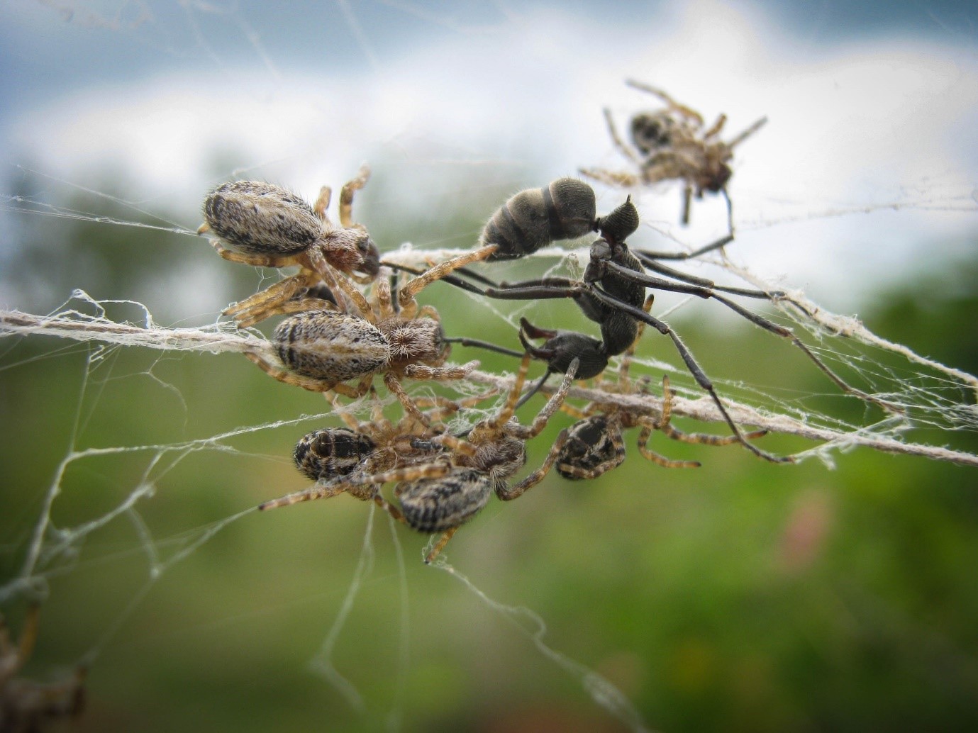 The social spider Stegodyphus sarasinorum in communal attack of prey. Photo: Virginia Settepani.