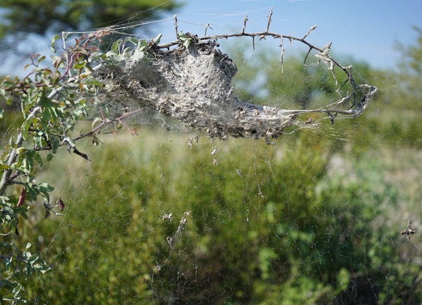 Photo: A nest of the African social spider Stegodyphus dumicola in Namibia. The nest consists of thick silk layers with multiple entry holes underneath the nest, facing the ground. A large capture web extends from the nest, and a few spiders can be seen active on the web. The spiders are predominantly inactive during the day and remain inside the nest, unless they attack prey intercepted in the web. The spiders move to the area immediate below the nest to cool down at peak summer temperatures. They are active in web maintenance activities at dusk and dawn. (Photo Trine Bilde).