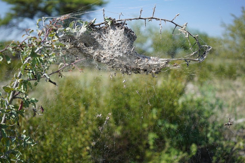 Photo: A nest of the African social spider Stegodyphus dumicola in Namibia. The nest consists of thick silk layers with multiple entry holes underneath the nest, facing the ground. A large capture web extends from the nest, and a few spiders can be seen active on the web. The spiders are predominantly inactive during the day and remain inside the nest, unless they attack prey intercepted in the web. The spiders move to the area immediate below the nest to cool down at peak summer temperatures. They are active in web maintenance activities at dusk and dawn. (Photo Trine Bilde).