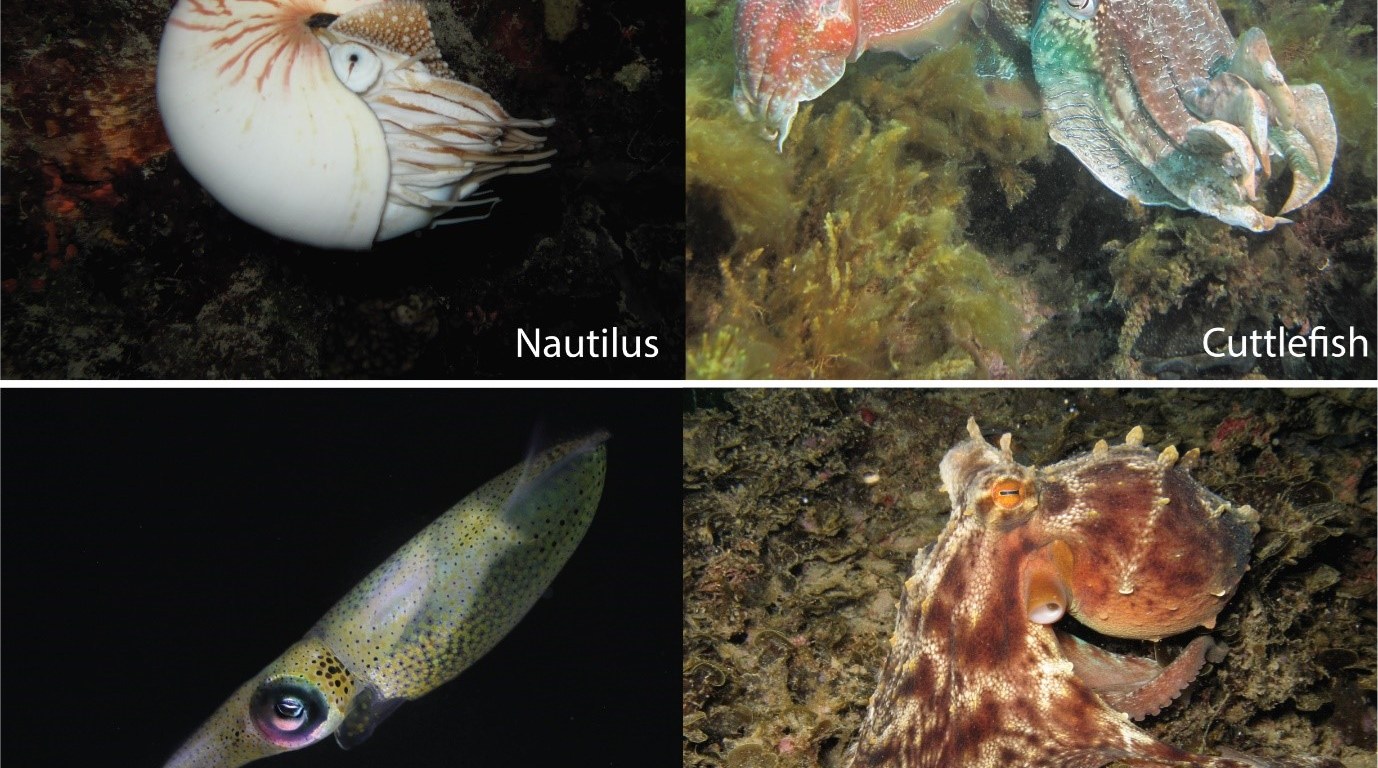 The representatives of the four major cephalopod groups include the living fossil Nautilus (Nautilus pompilius (Osprey Reef, Australia)) and 3 coleoids, cuttlefish (Sepia apama (Whyalla, Australia)), squid (Sepioteuthis lessoniana (Moreton Bay, Australia) and octopus (Octopus sinensis (Aodi, Taiwan)) (Photos by Wen-Sung Chung).