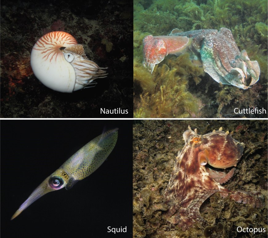 The representatives of the four major cephalopod groups include the living fossil Nautilus (Nautilus pompilius (Osprey Reef, Australia)) and 3 coleoids, cuttlefish (Sepia apama (Whyalla, Australia)), squid (Sepioteuthis lessoniana (Moreton Bay, Australia) and octopus (Octopus sinensis (Aodi, Taiwan)) (Photos by Wen-Sung Chung).