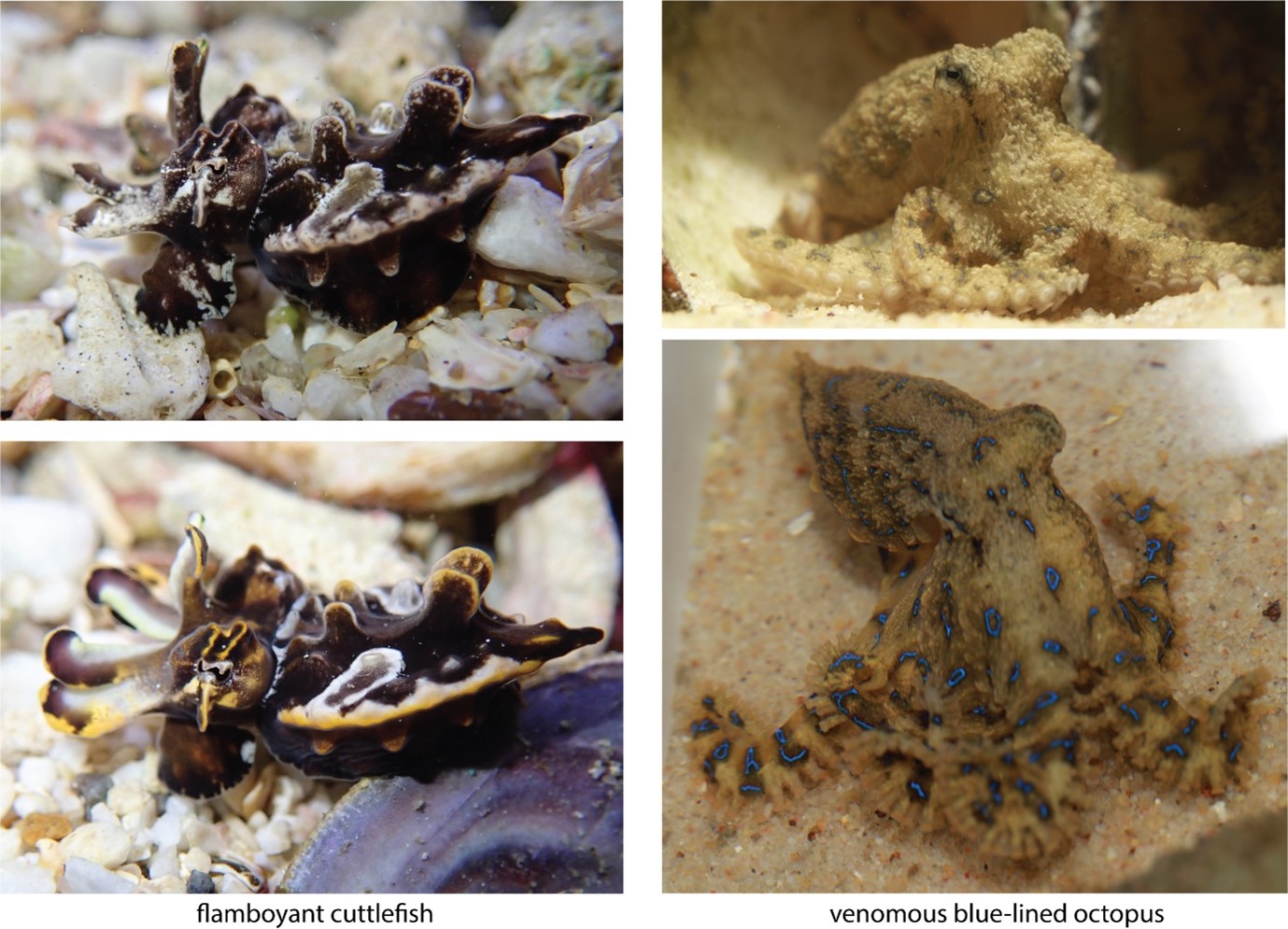 Dynamic colour change of coleoids from the calm (camouflage) pattern (top) to aposematic pattern (bottom). Left: flamboyant cuttlefish (Metasepia pfefferi (Moreton Bay, Australia); Right: blue-lined octopus (Hapalochlaena fasciata (Moreton Bay, Australia)). (Photos by Wen-Sung Chung).