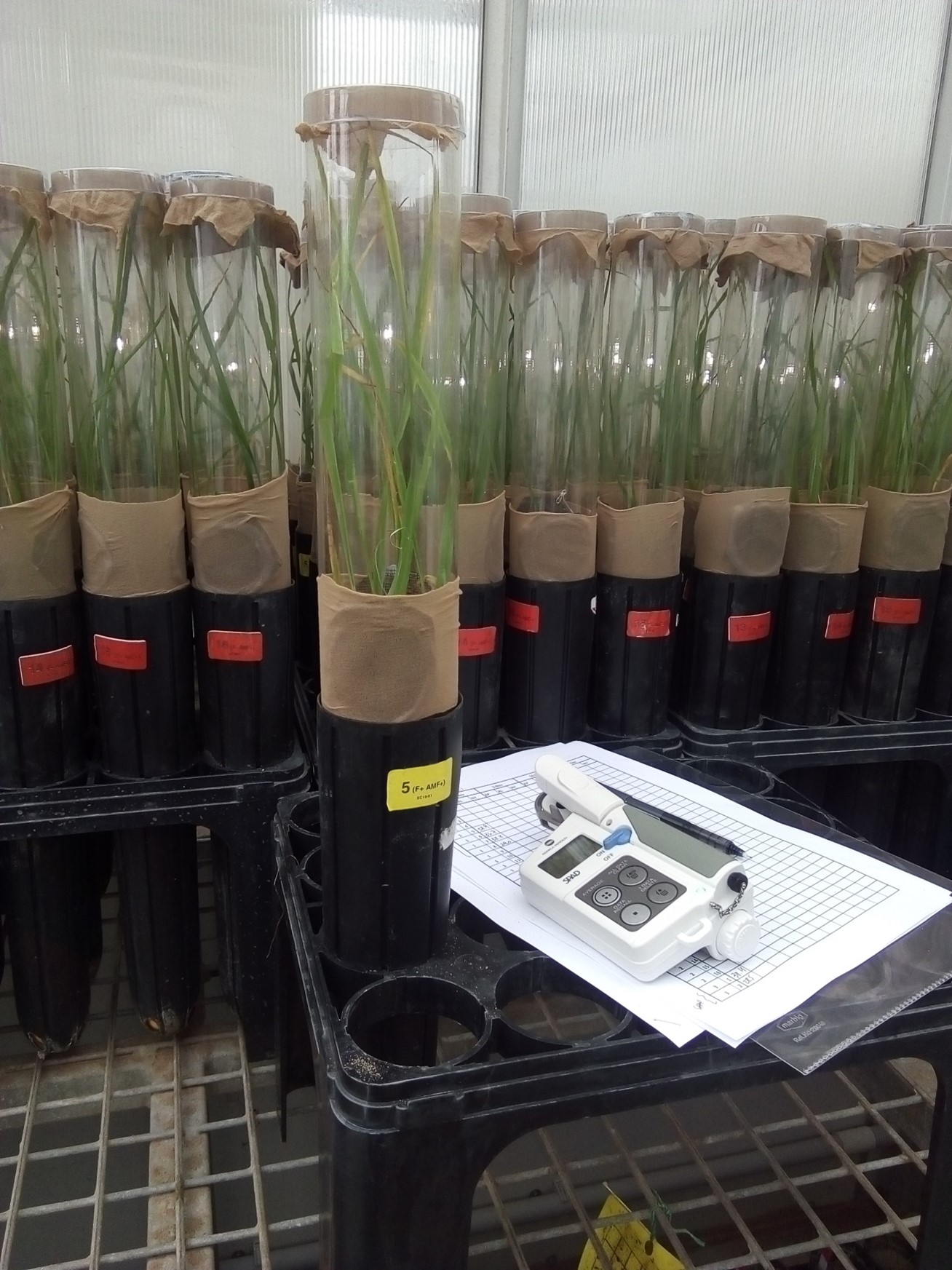 Experimental plants were grown in the glasshouse in soil in the absence/presence of: 1) Si supply (through water), 2) endophytes, and 3) cages with and without herbivores in a factorial combination. Image courtesy of Ximena Cibils-Stewart. 