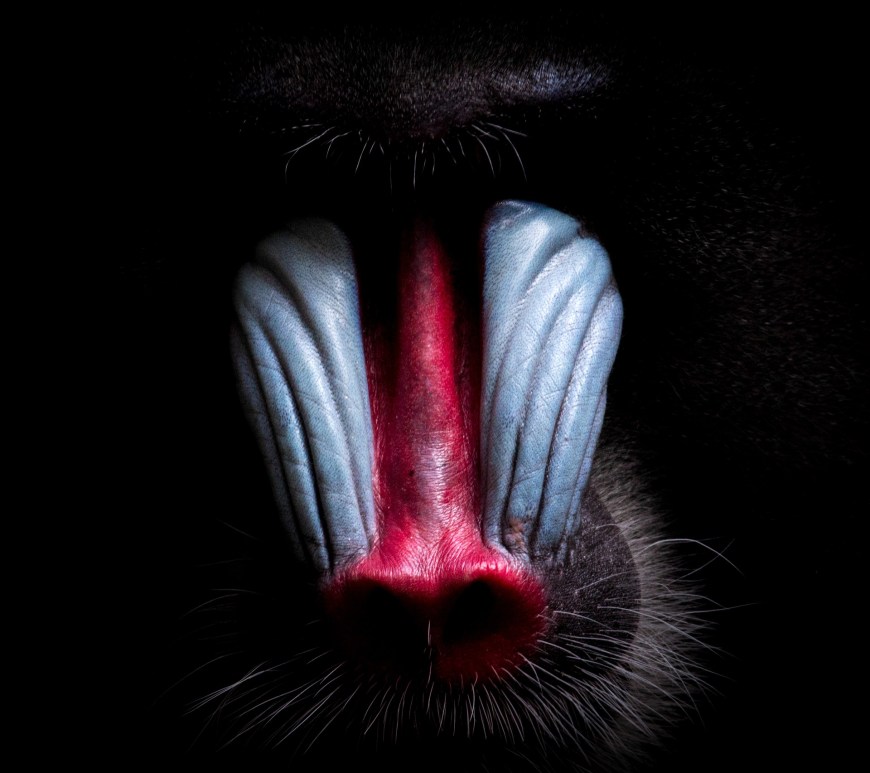 The striking colouration on male mandrill's faces is a rare example of structural colouration in mammals