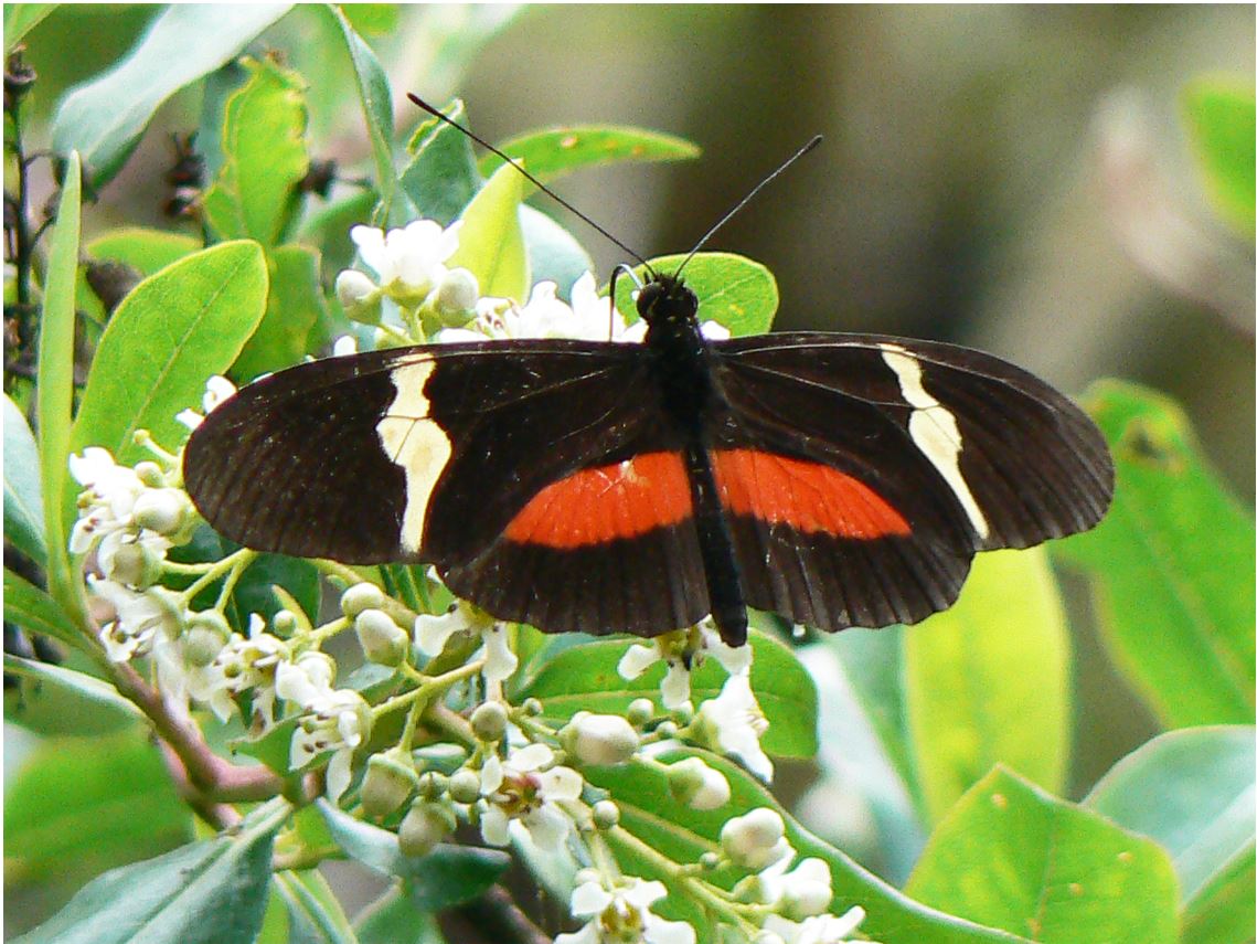 One example of a heliconian butterfly depicting the conspicuous warning colourations.