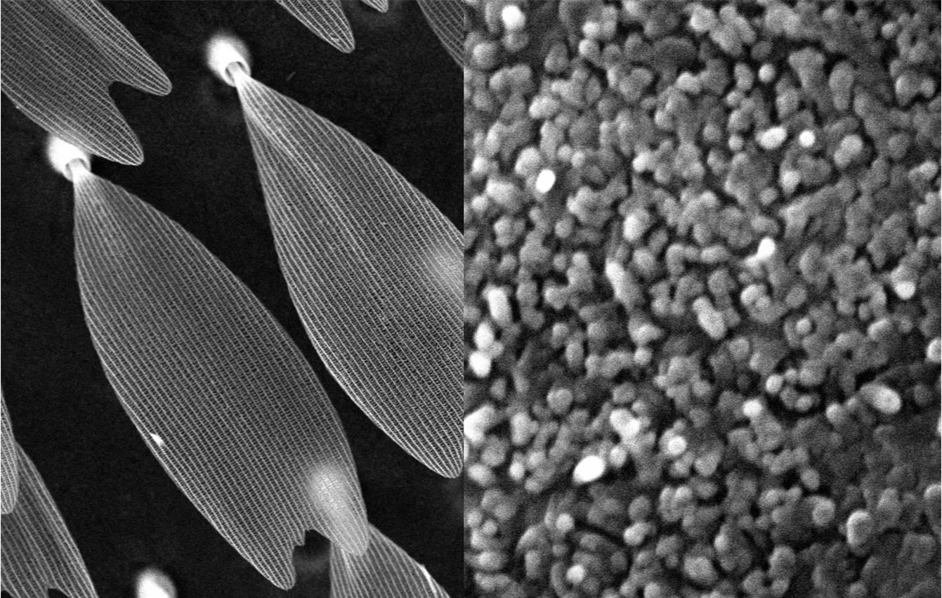 Images of the butterfly scales (left) and damselfly wing wax filaments (right) located in the white wing patch. These images were taken using a scanning electron microscope.