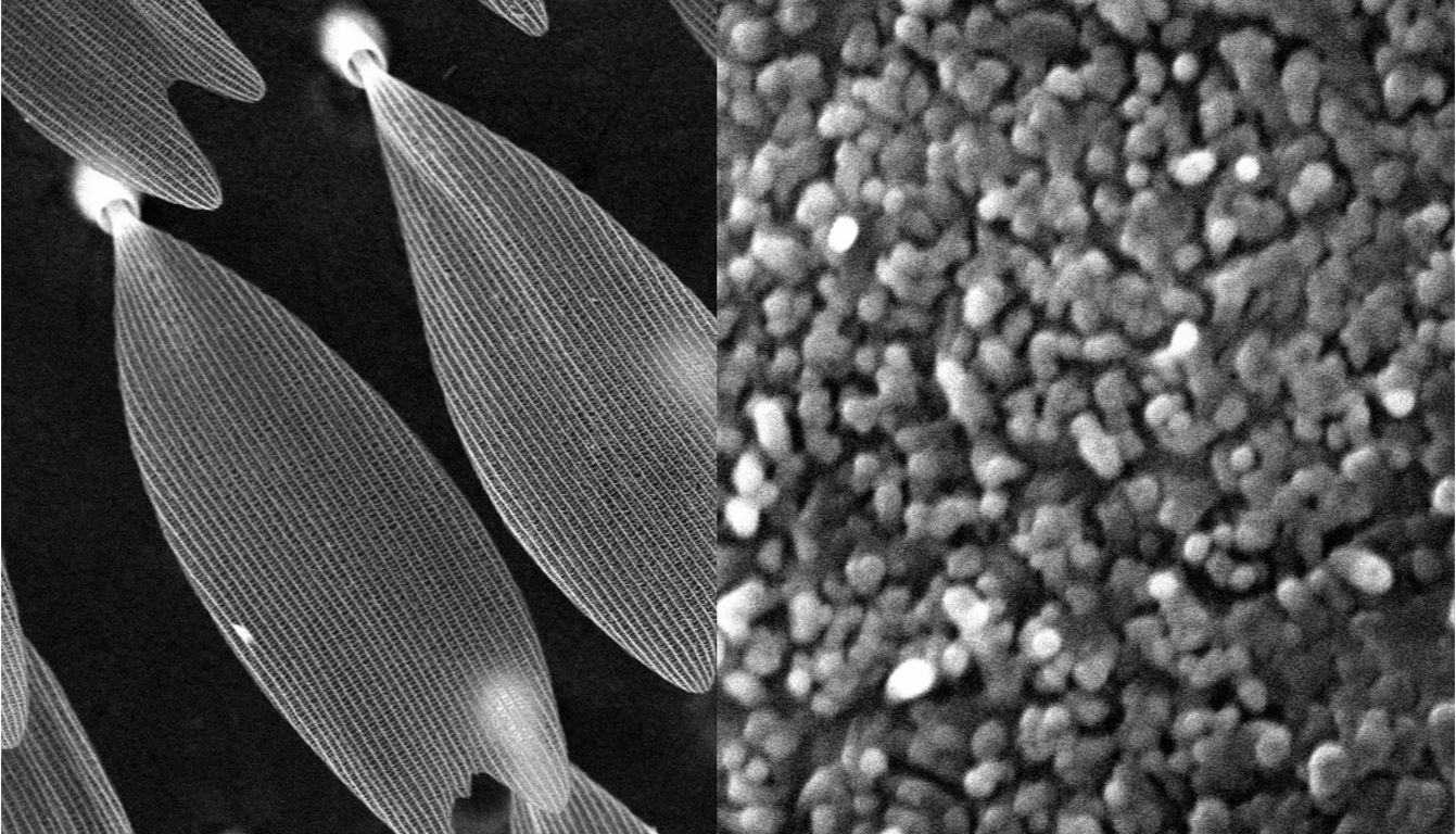 Images of the butterfly scales (left) and damselfly wing wax filaments (right) located in the white wing patch. These images were taken using a scanning electron microscope.