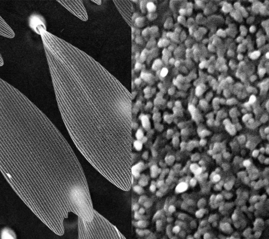 Images of the butterfly scales (left) and damselfly wing wax filaments (right) located in the white wing patch. These images were taken using a scanning electron microscope.