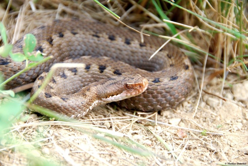 A female asp viper (Vipera aspis), basking to thermoregulate. Our experimental study unravels that this species may adjust its physiology to mitigate the impacts of warmer temperatures.