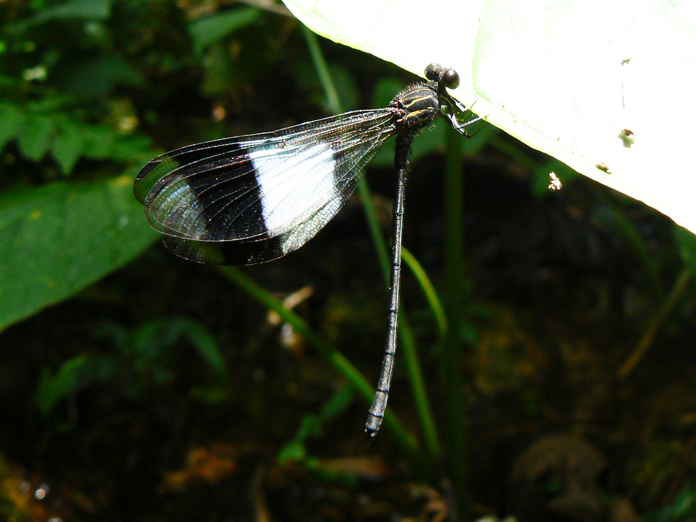 A male Euthore fasciata, one of the damselflies that presumably mimic glasswing butterflies. Note the large white wing patch.