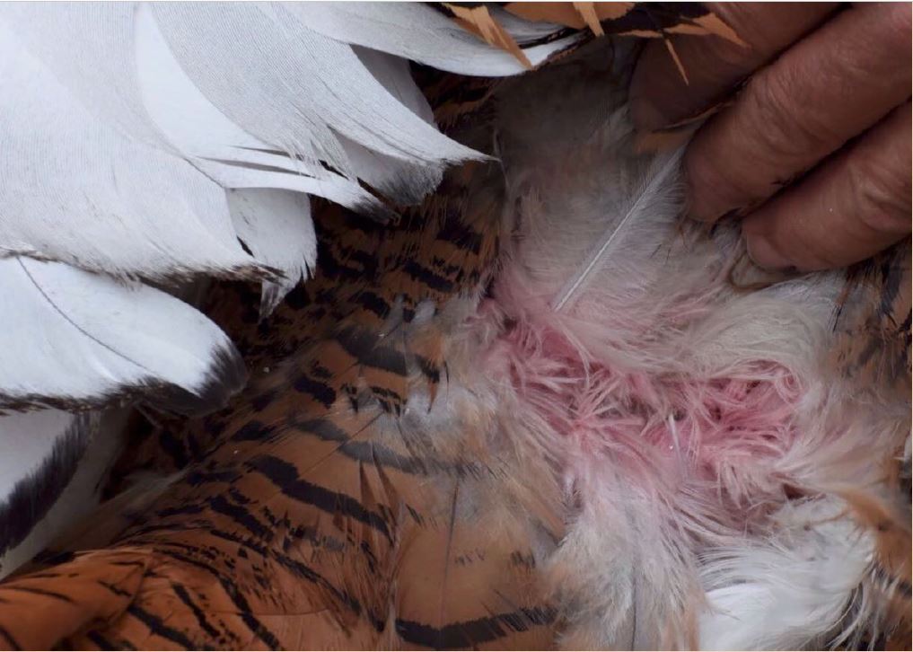 A male great bustard displaying at dawn, when ambient light is richest in UV wavelengths, in Extremadura, Spain. The insert photo shows the pink colour of still undegraded porphyrins at the base of body feathers of a captive male bustard. Photo credits: Ismael Galván.