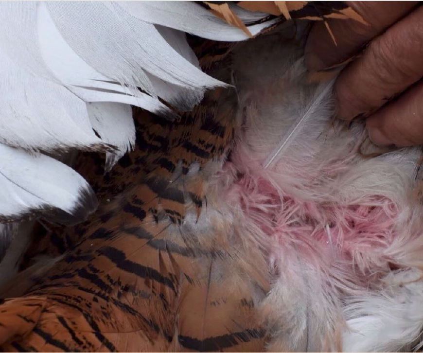 A male great bustard displaying at dawn, when ambient light is richest in UV wavelengths, in Extremadura, Spain. The insert photo shows the pink colour of still undegraded porphyrins at the base of body feathers of a captive male bustard. Photo credits: Ismael Galván.