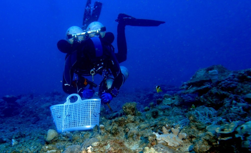 Netanel Kramer collecting corals from 45m depth. © Ronen Liberman