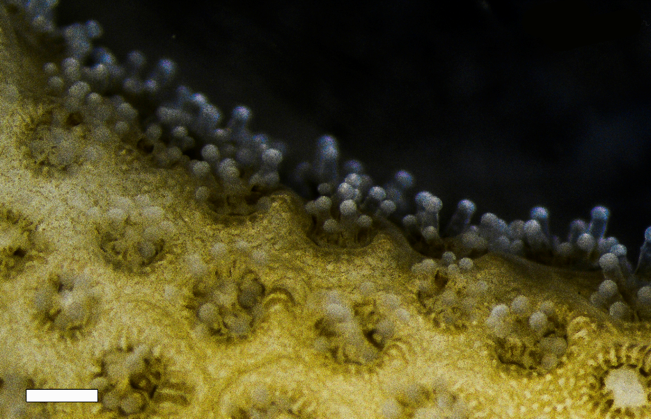 Close-up of a Stylophora pistillata colony from shallow (5m) depth. Scale bar is 1mm. © Netanel Kramer