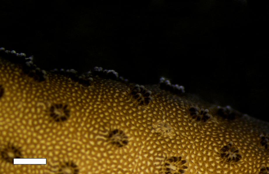 Close-up of a Stylophora pistillata colony from mesophotic (45m) depth. Scale bar is 1mm. © Netanel Kramer