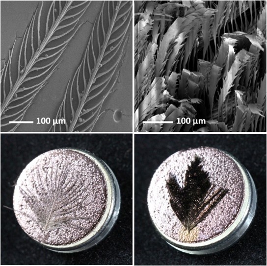 Figure: Left: normal black bird feather microscope image (top) and feather coated in gold (bottom). The feather appears gold. Feather is from a lesser melampitta, Melampitta lugubris. Right: super black bird feather microscope image (top) and feather coated in gold (bottom). The feather still appears black due to light-trapping microstructures. Feather is from a paradise riflebird, Ptiloris paradiseus.