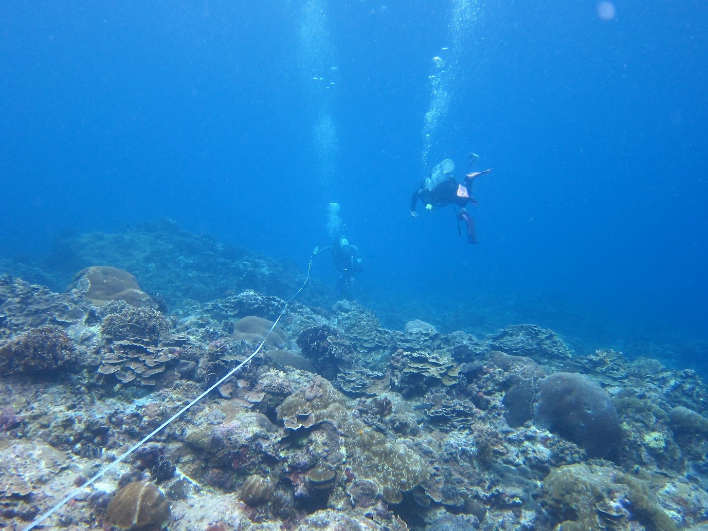 Reef surveys | Benthic communities are examined for their composition, functions and roles. The laboratory investigated reefs from shallow to mesophotic depths and from low- to high- latitudes.