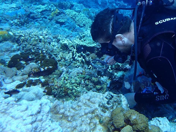 Vianney DENIS | Looking at tiny coral-associated hydroids (Zanclea spp) at Green Island, Taiwan