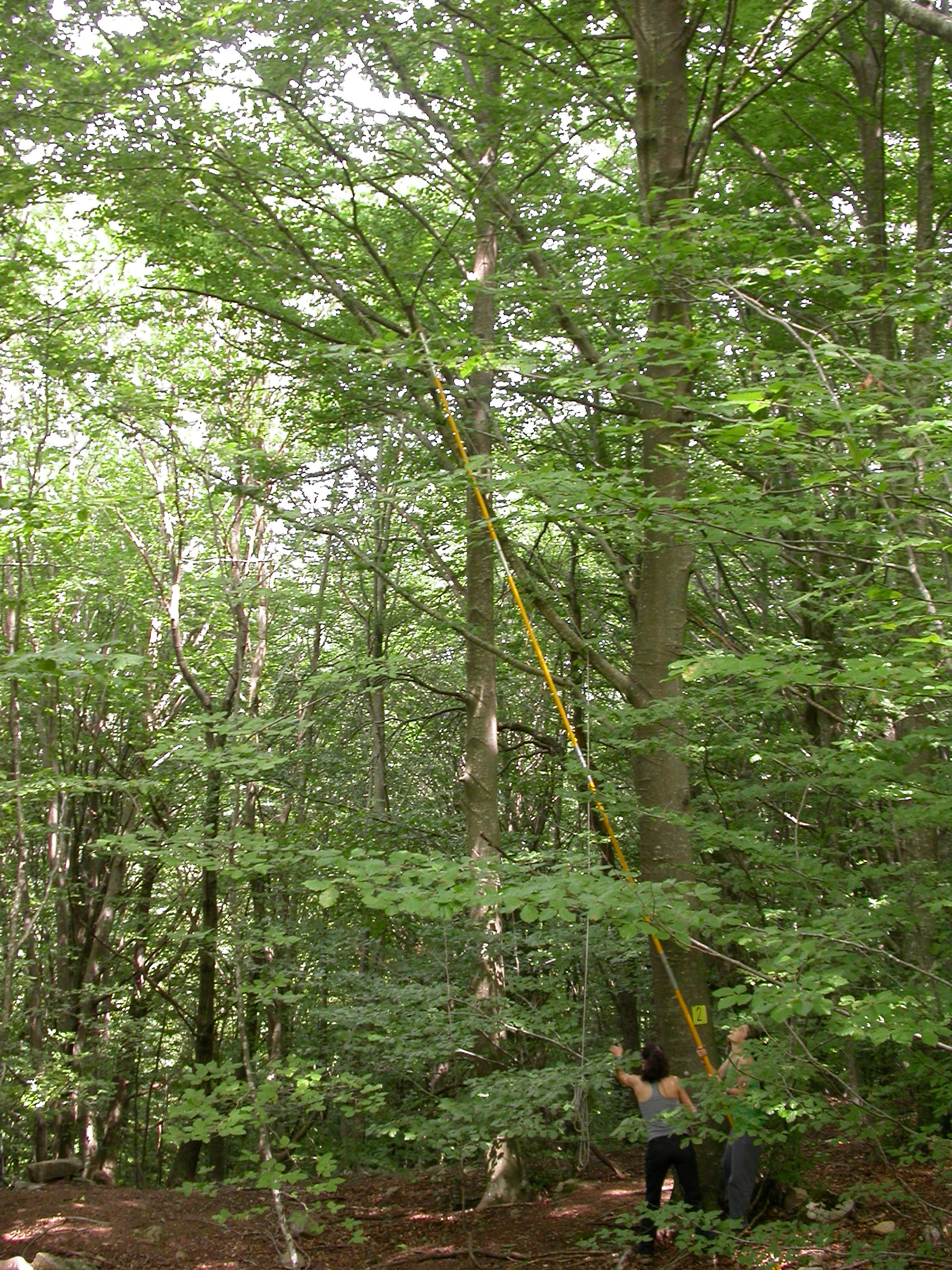 Sampling the canopy of one of the study beech (Fagus sylvatica) forests. Credit: Carles Batlles