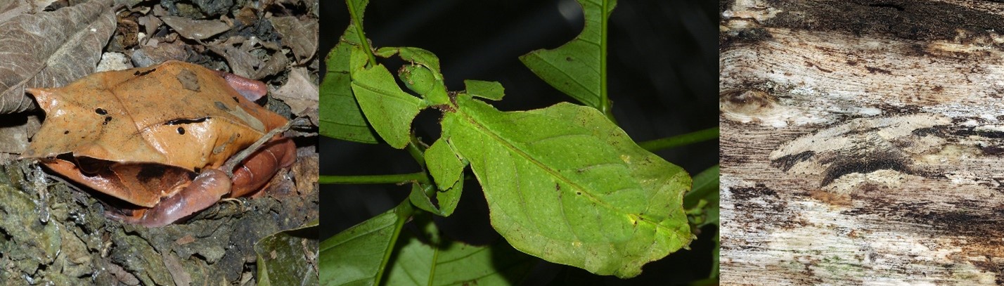 A frog and a leaf insect that look likes leaves, and a moth that matches the bark background in colour and pattern (all image Wikimedia Commons).