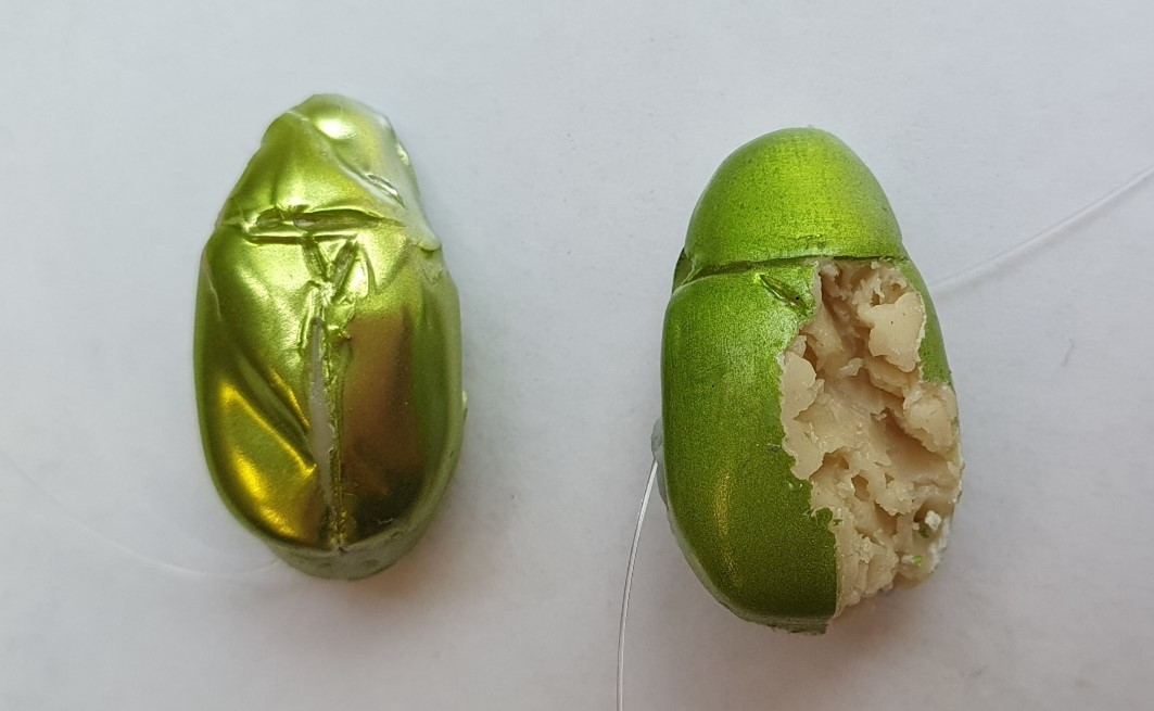 Beetle replicas with a bird predation attempt (left) indicated by the beak marks across the wings and head and a rodent (right) indicated with the incisor teeth marks in the clay.