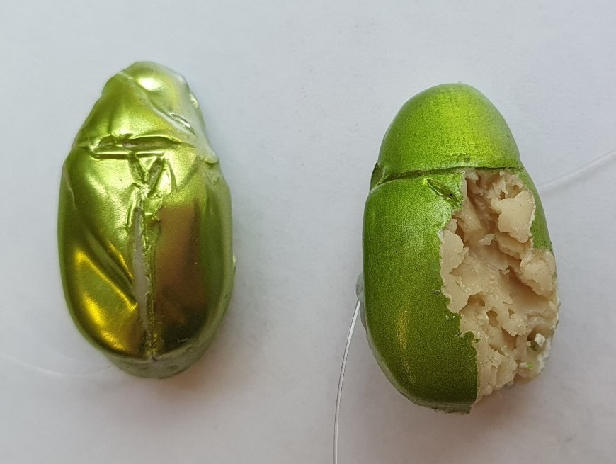 Beetle replicas with a bird predation attempt (left) indicated by the beak marks across the wings and head and a rodent (right) indicated with the incisor teeth marks in the clay.