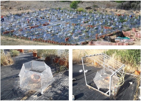 Field climate change experiment. The image on the top shows an air view of the complete plot, whereas the bottom ones provided details of the different climate changes treatments used (warming on the left and the combination of reduced rainfall and combination on the right). Credit: Enrique Valencia.