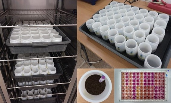 Laboratory experiment. Microcosms were incubated in a growth chamber under dark conditions for a total of 75 days. The first 15 days the soils were subjected to an extreme drought event to determine the resistance of soil microbes and multifunctionality to such disturbance. Then, soils were rewetted and the resilience was assessed 1, 15, and 60 after rewetting. At each sampling date, soil respiration was measured using a modification of the MicroRespTM protocol, which is a colorimetric technique that uses 96-well detection plates (bottom right). Credit: Marina Dacal